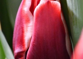 Tulipa Armani ® (4)